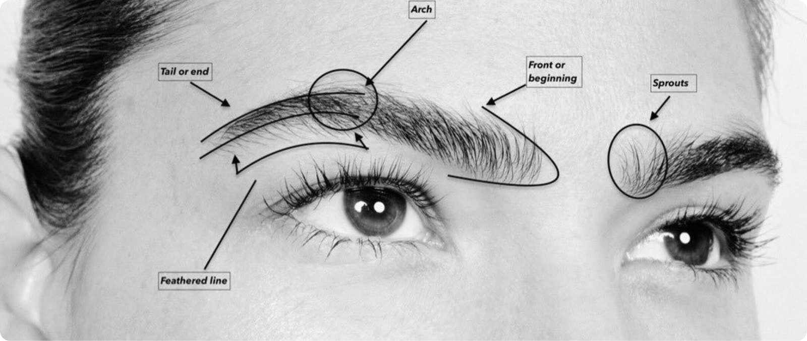 Natural eyebrow restoration in Thailand